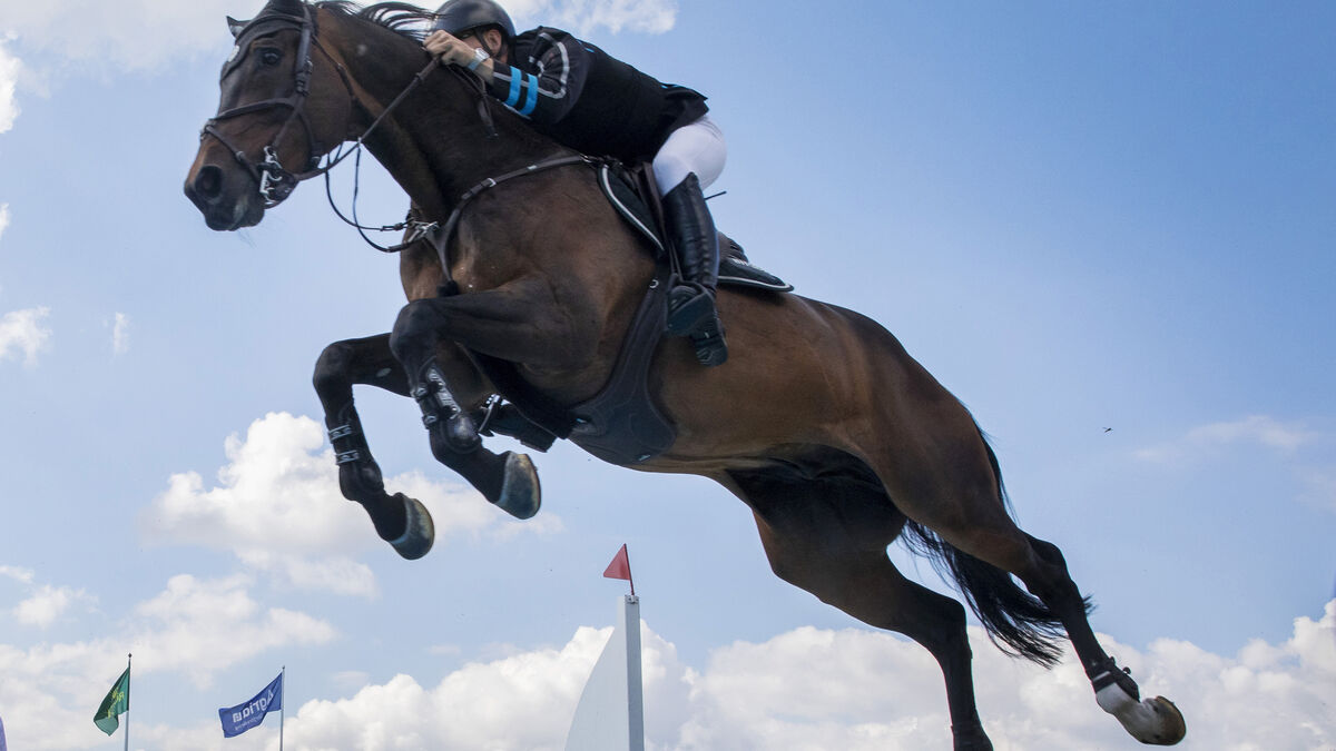 The storm in equestrian sports: destructive leadership