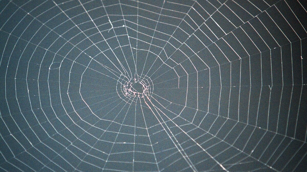 Huge spider web found in