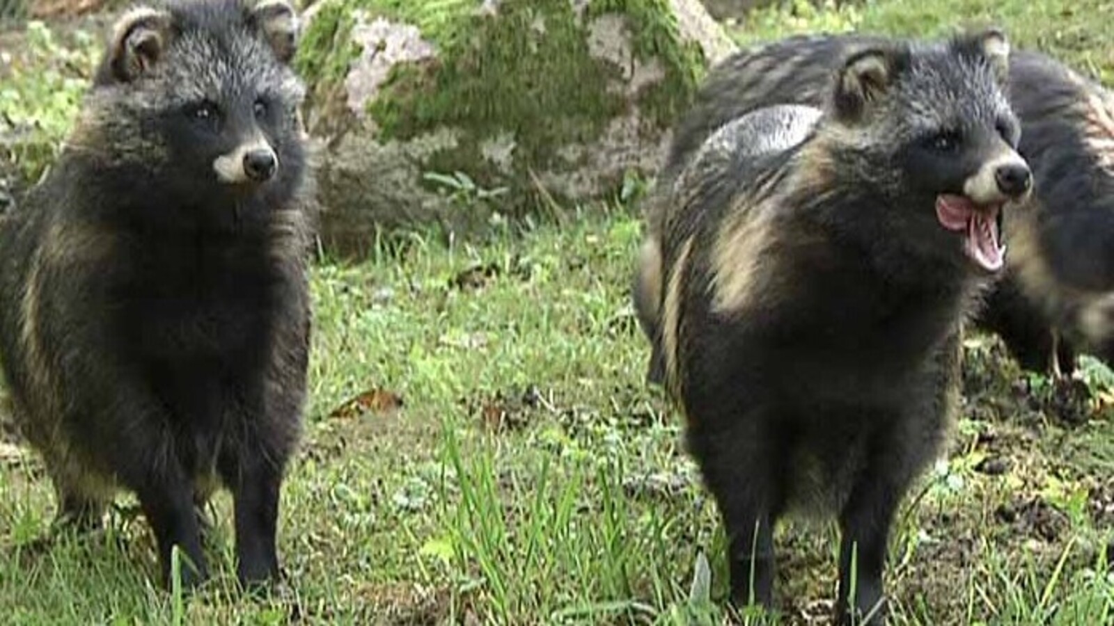  

Study: These animals may