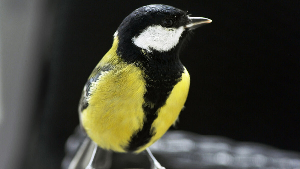 Changing habits help animals cope