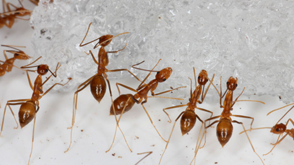 Why the ants took over