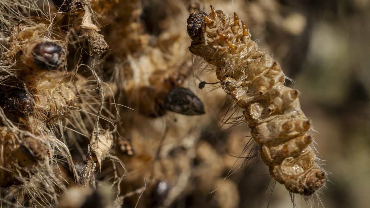 Oak processionary moth larvae spreading in Denmark could soon reach Sweden