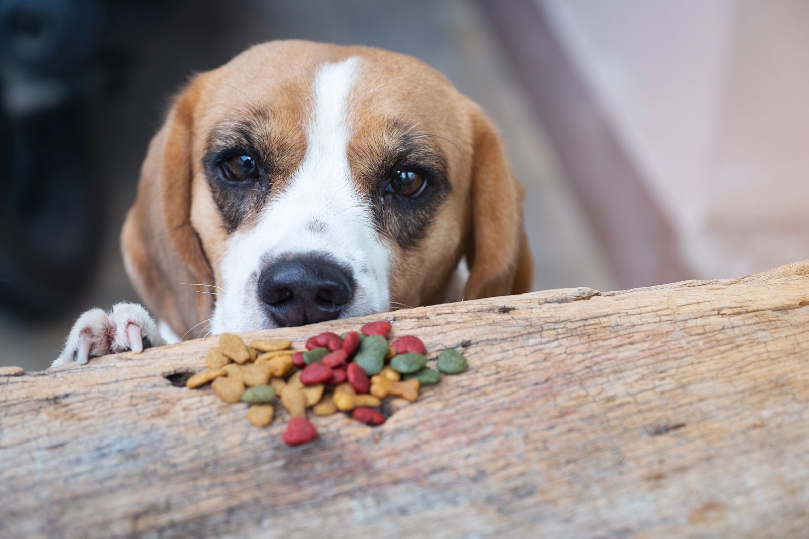Toxic food for dogs