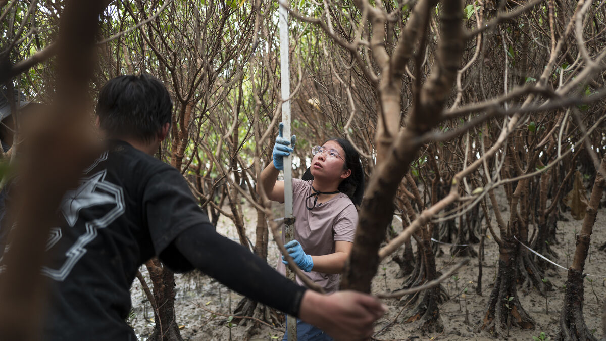 252 Million Hectares of Degraded