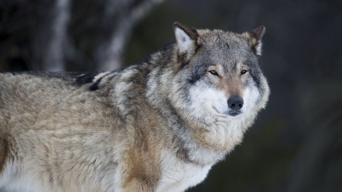 Double wolf warnings in Denmark after sightings near people in Skagen and Jutland