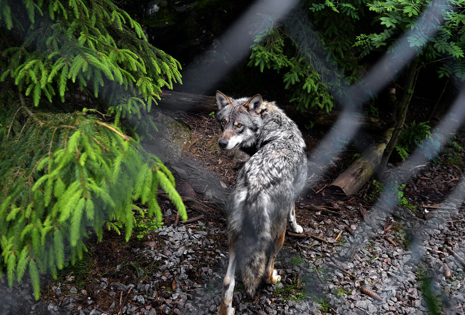 Wolf Shot in Malmö After
