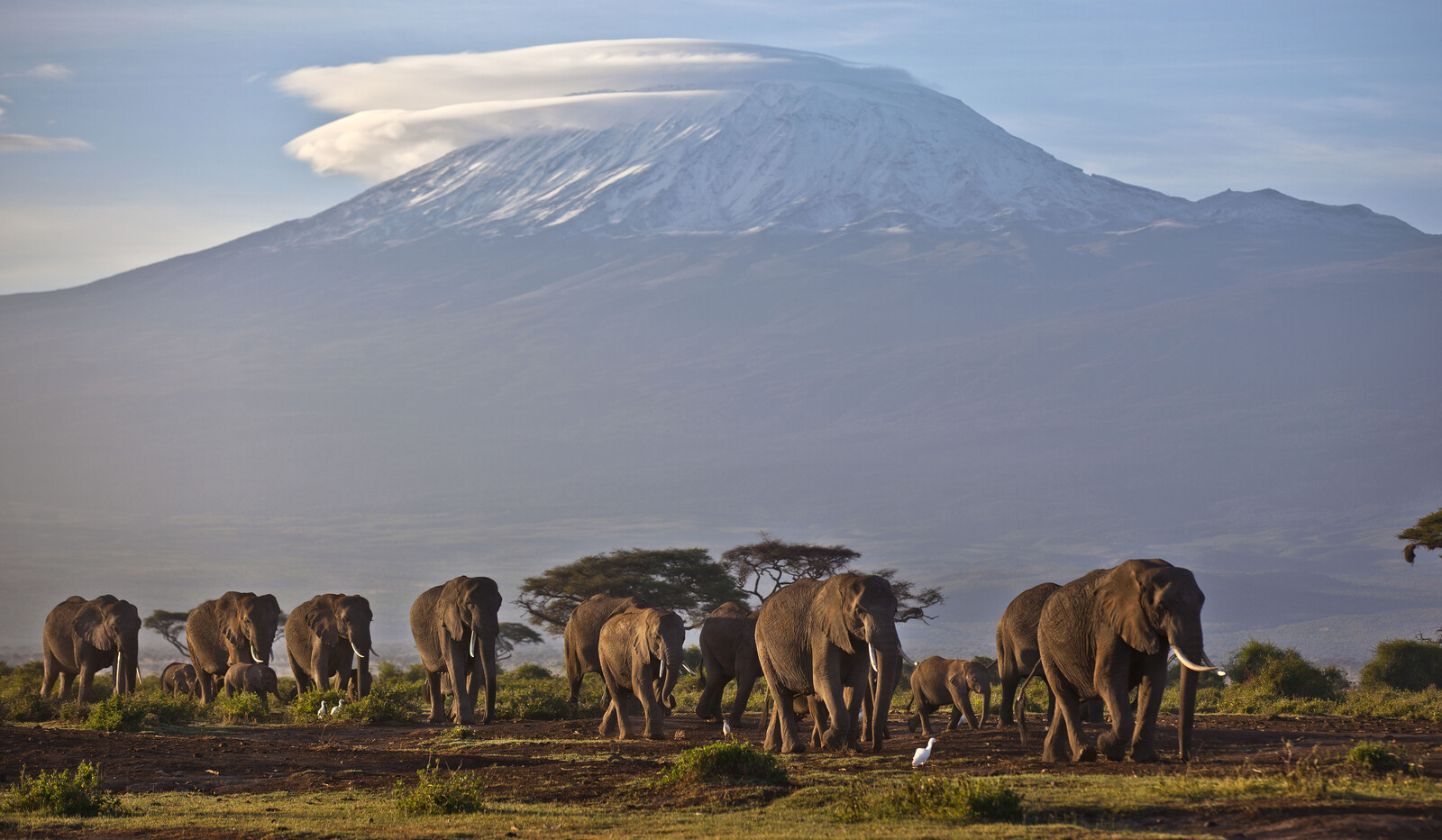 Trump's Budget Cuts Threaten Global Wildlife Conservation Efforts