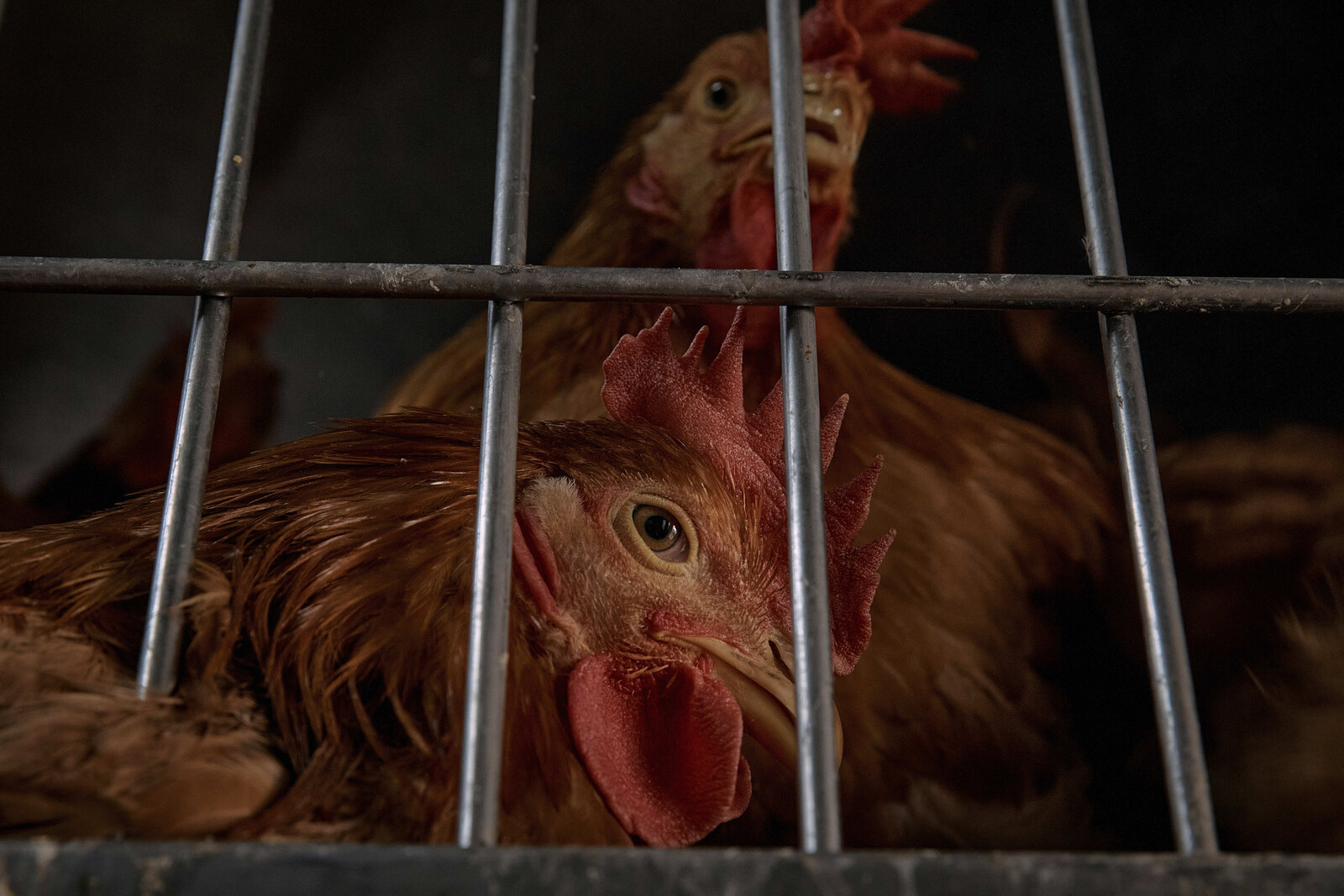 First Bird Flu Case in