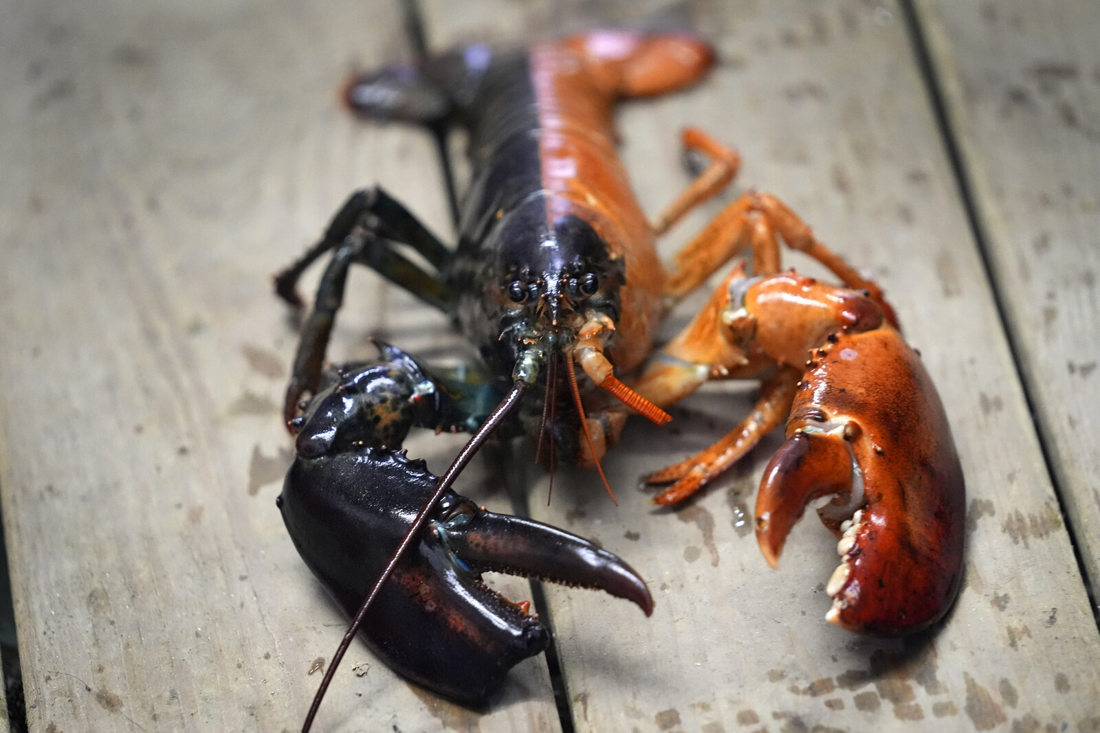 After Seven Years – Lobster Conflict Over