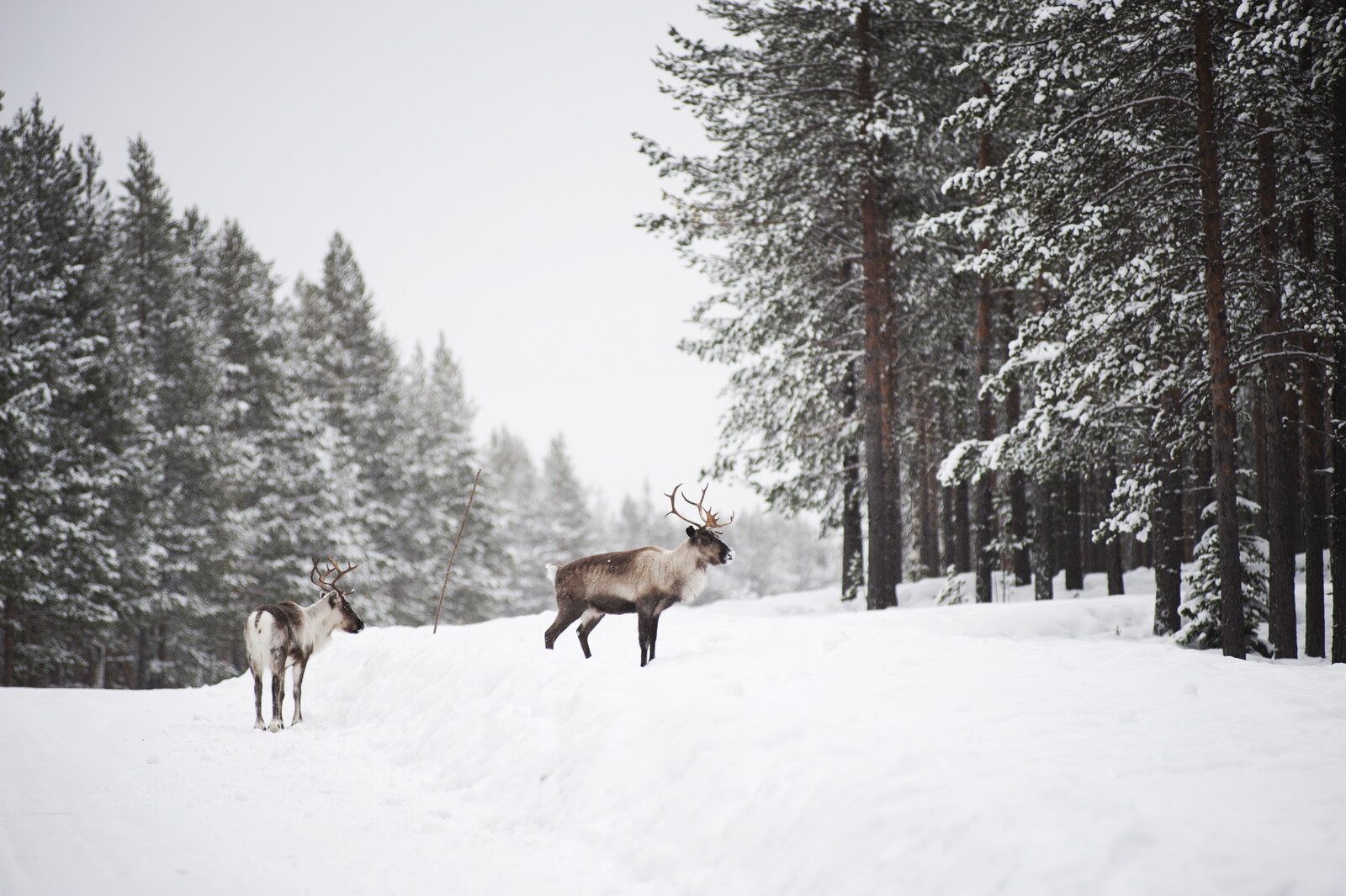 Disaster Relief to Sami Villages – Worse Than in a Long Time