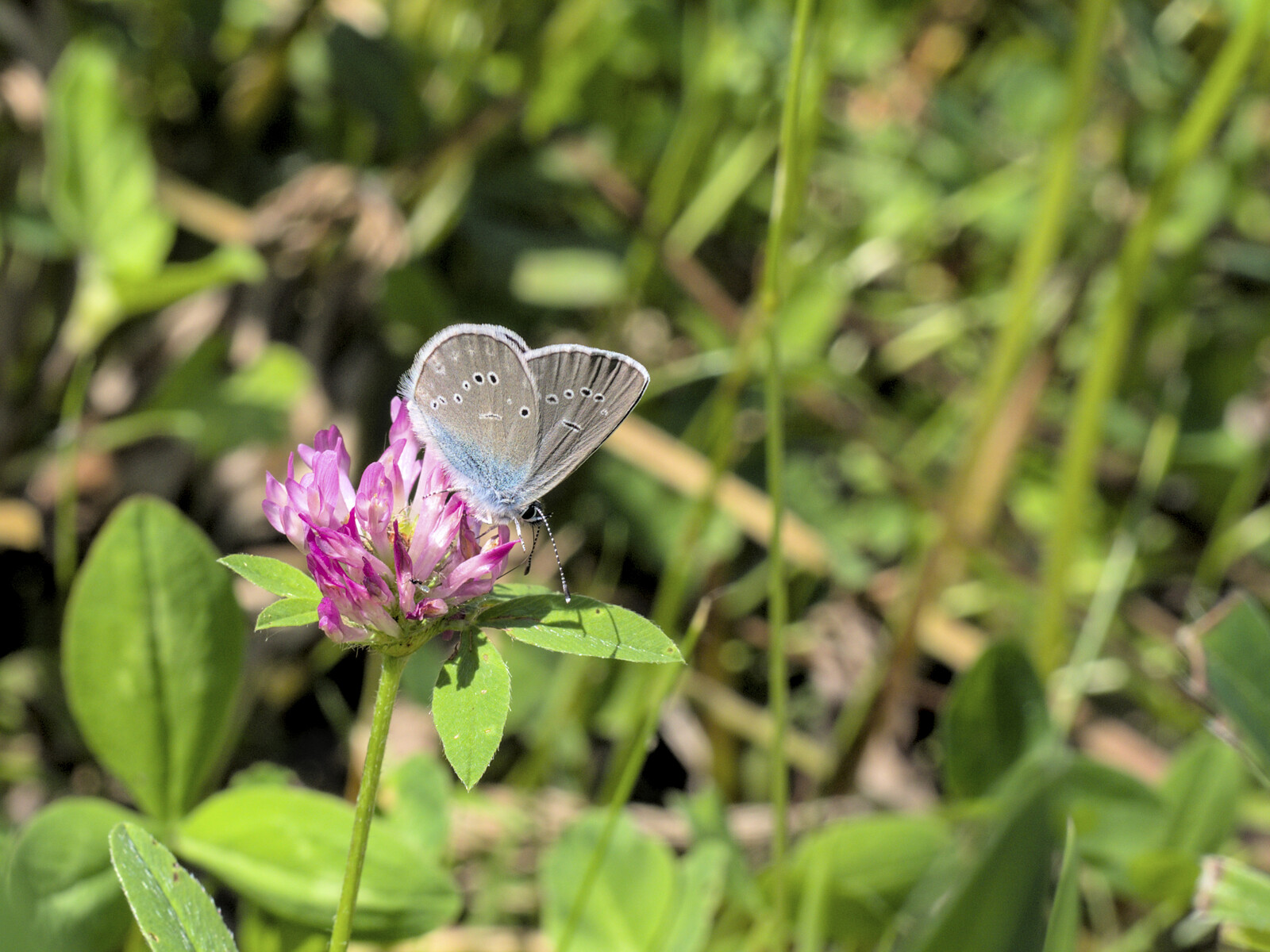 Swedish Butterflies Face Increased Inbreeding Risk Due to Habitat Loss