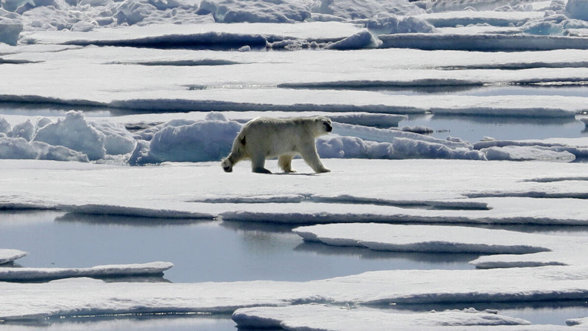 Polar bears are adapting to