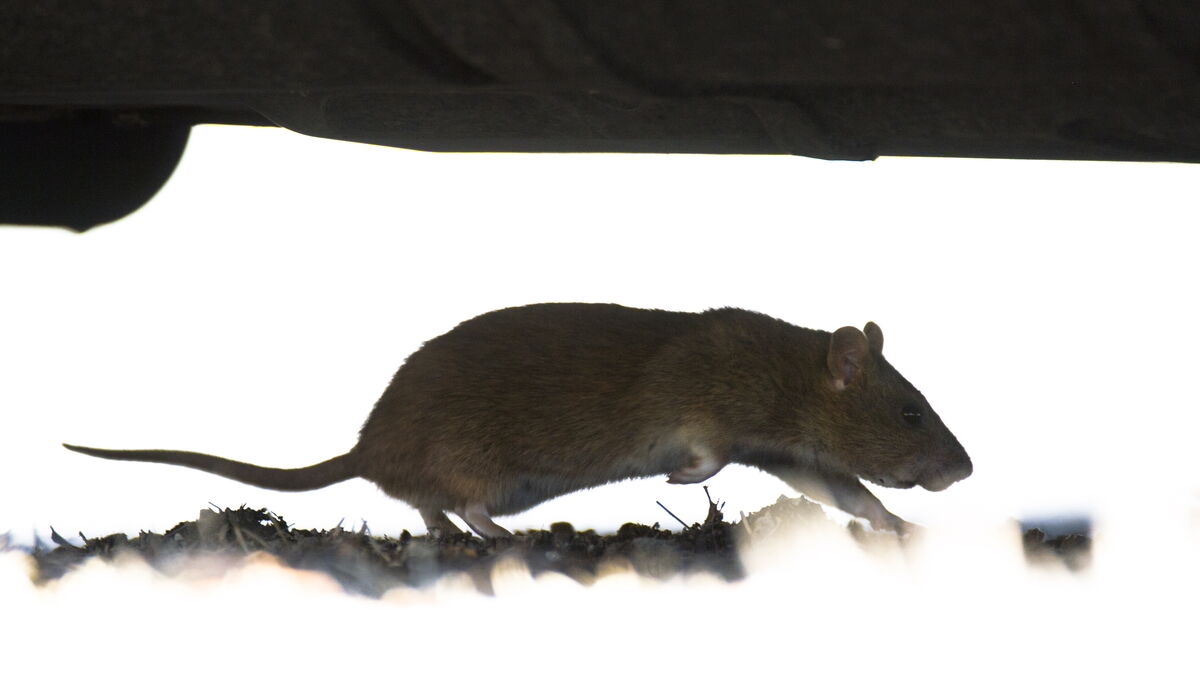 Medicines and drugs in rats linked to animal-borne diseases