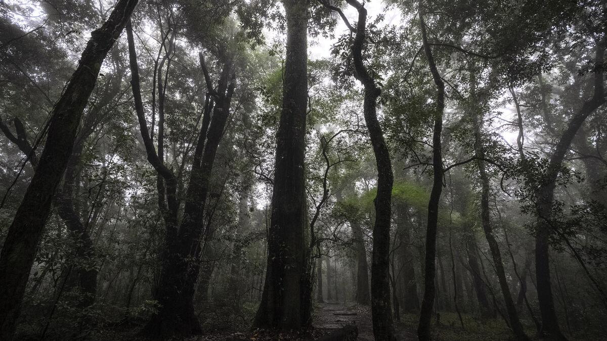 Rainforest regulations postponed – again