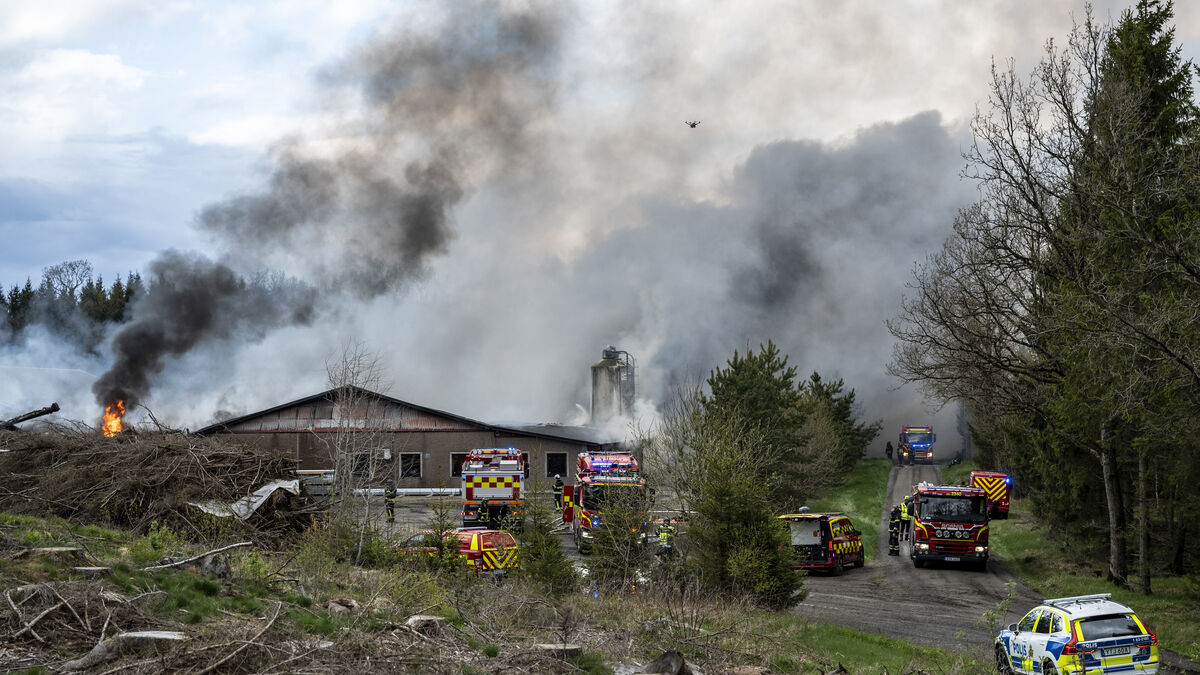 Major fire in chicken coop - 48,000 chickens burned inside