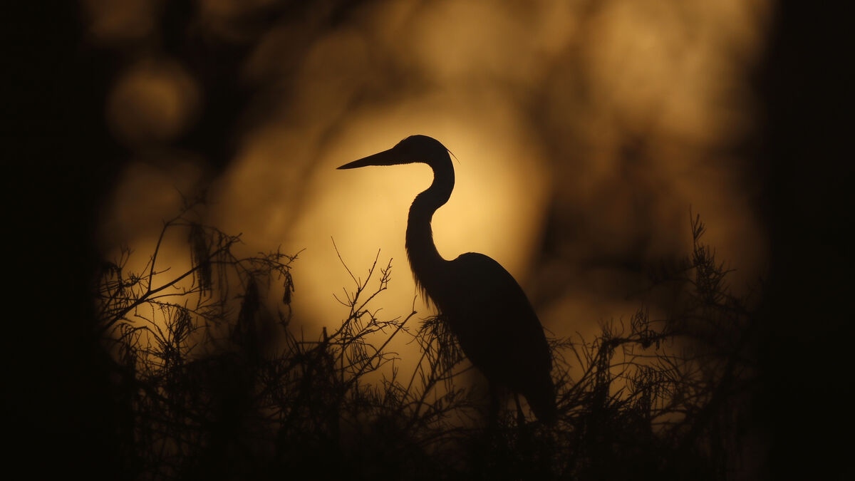 Winners and losers for birds when spring is moved