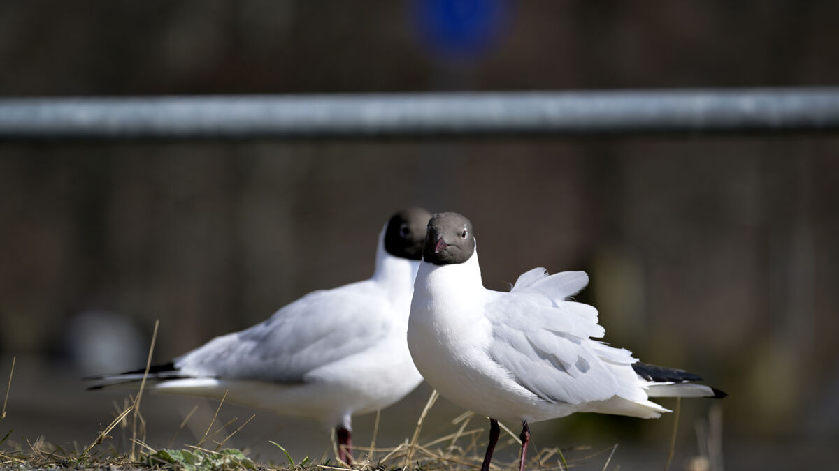 Bird flu may give black-backed gulls lasting immunity, study finds