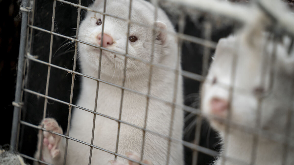 Denmark to End Mink Farming