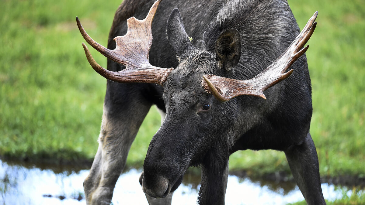 The moose migration on TV returns next year