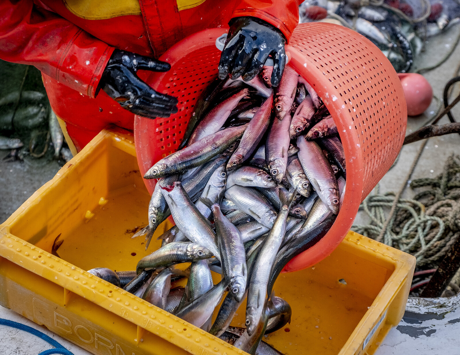 EU Commission Proposes Retaining Controversial Baltic Herring Quota