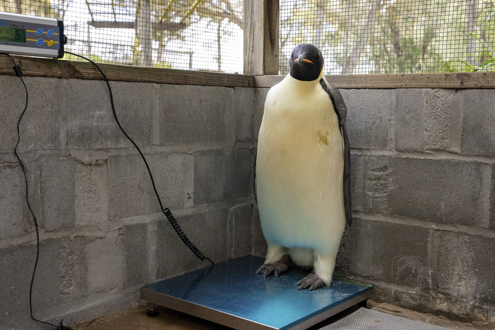 The Emperor Penguin Gus Made