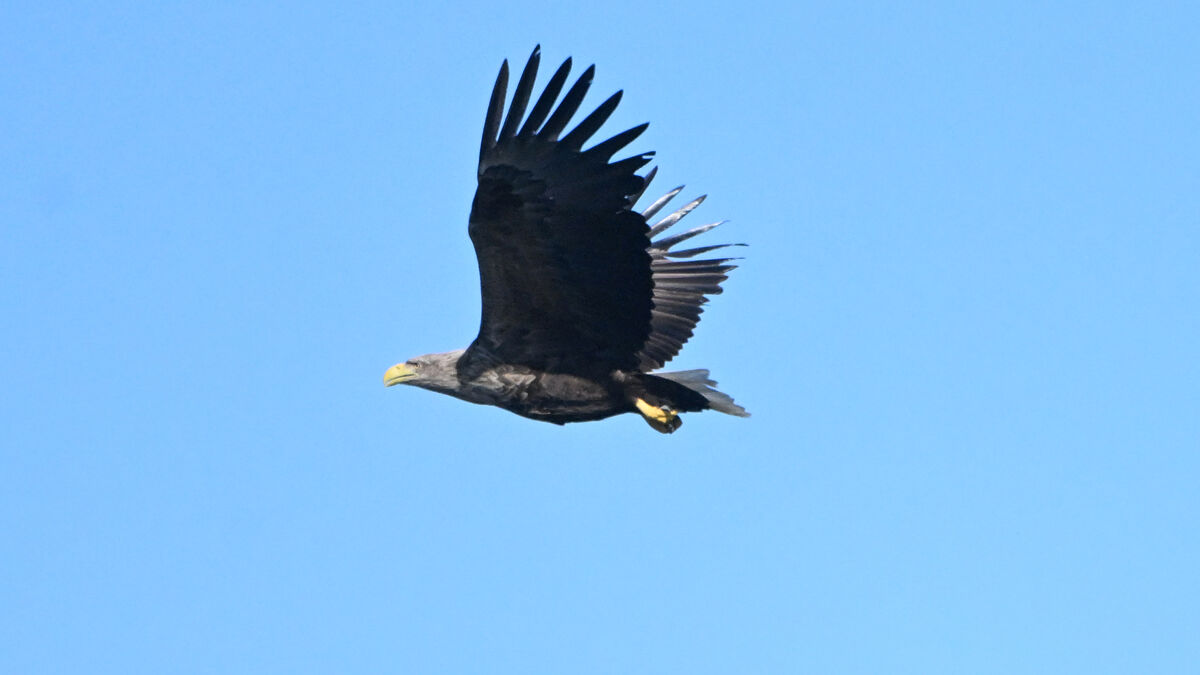 Record-breaking eagle dies - turned 36 despite gunshot wound