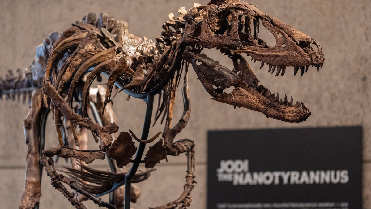 Nanotyrannus Skeleton Sells for $47.4