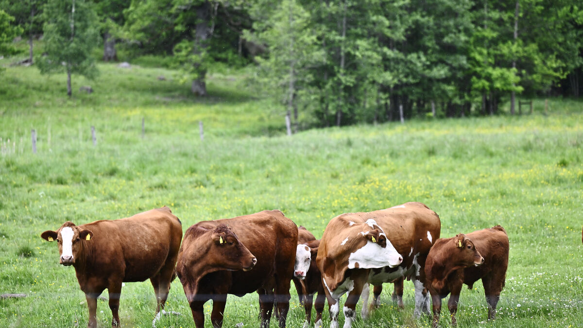Cows rescued after standing in