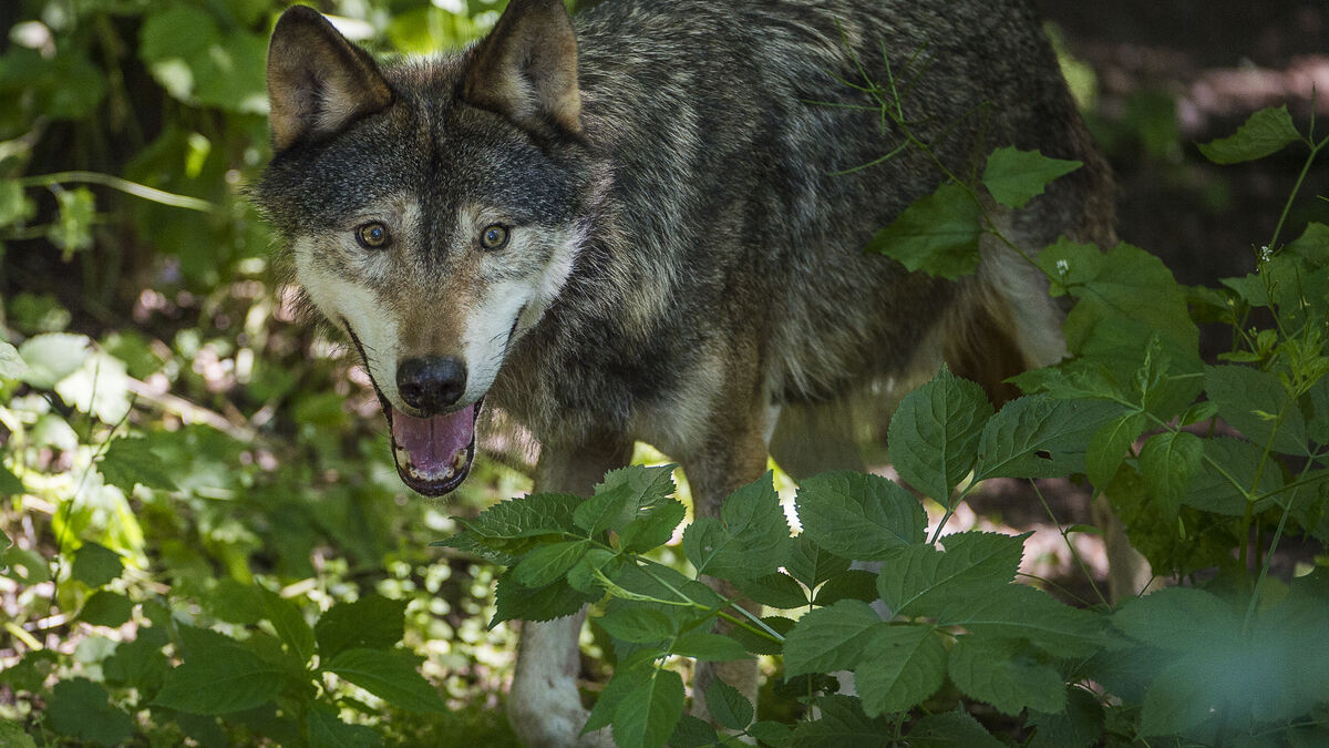 Wolf tore pony in Ystad municipality, now it will be shot
