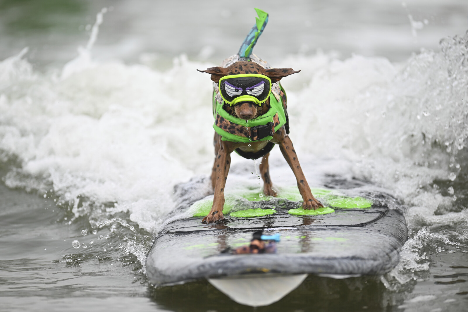 French Bulldog Iza Wins at