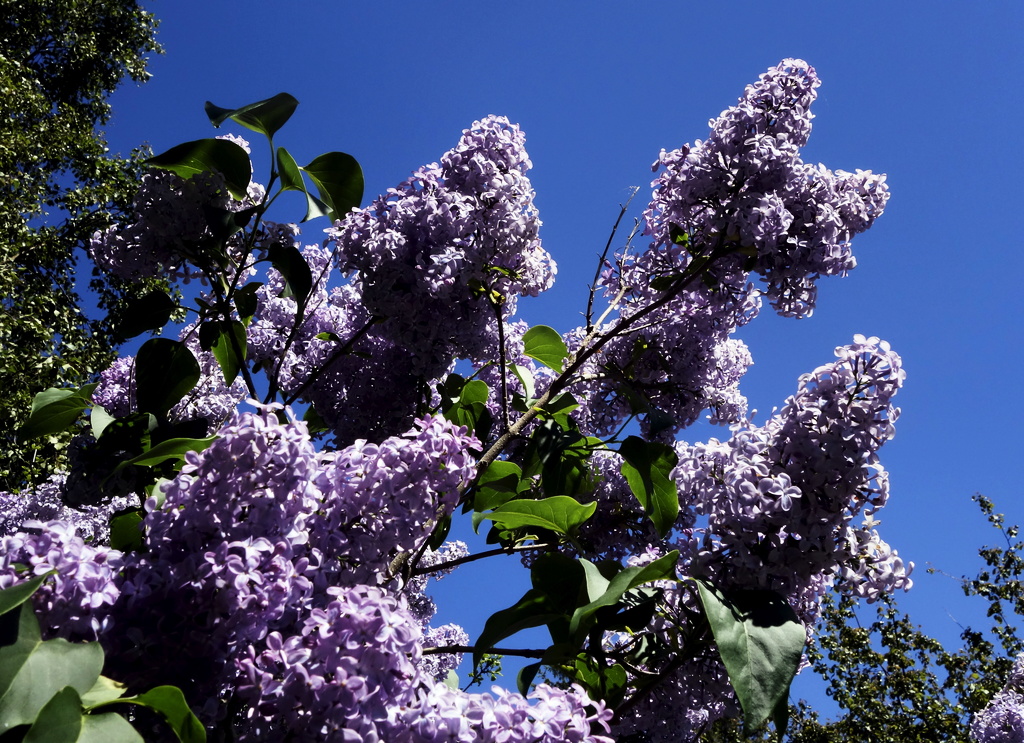 Invasive Lilac - More Benefit than Problem | Sweden Herald