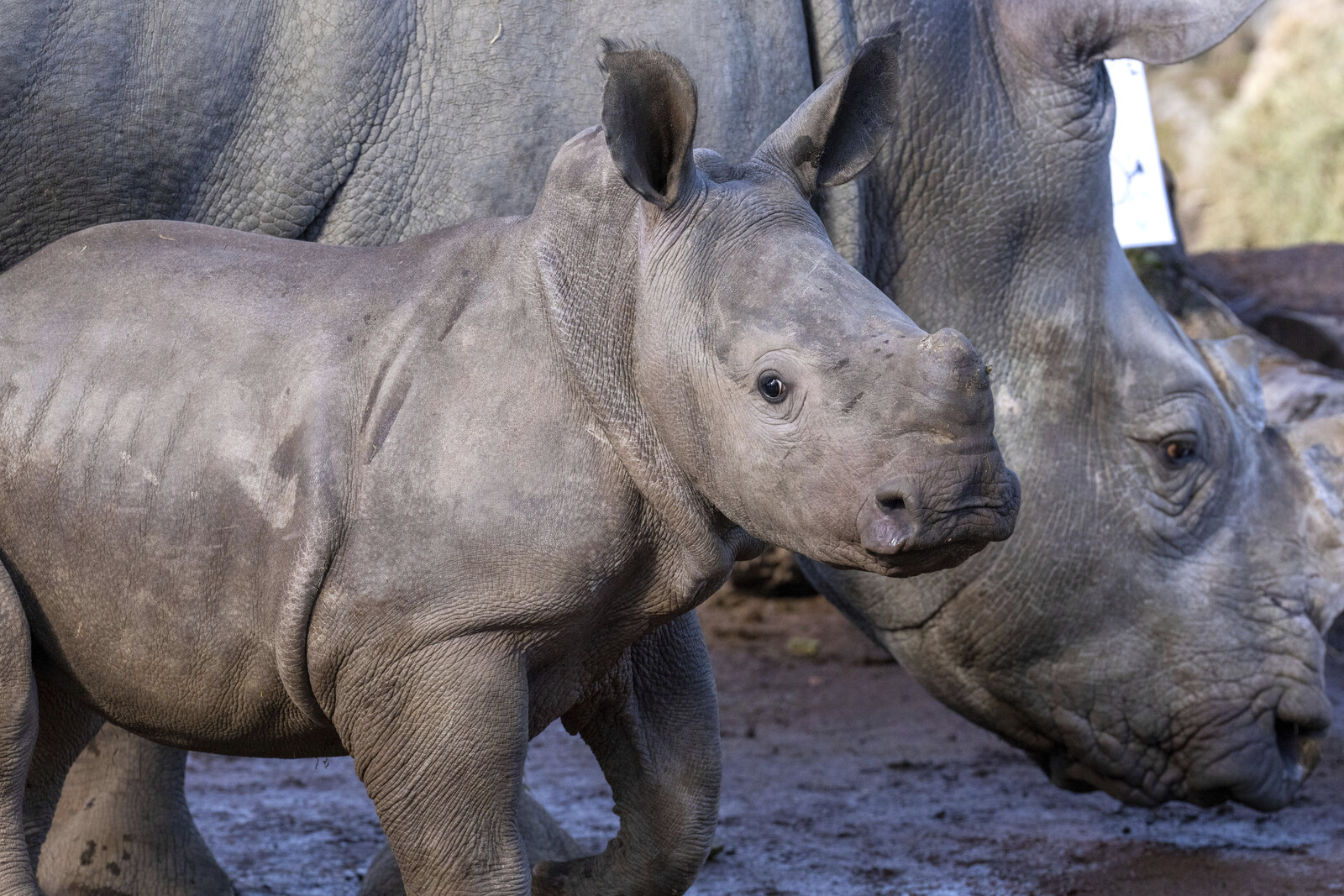 Tanzania Welcomes 18 White Rhinos