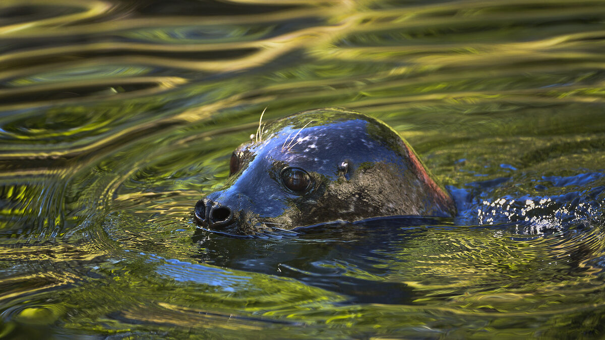 Bird flu detected in harbor seal in Gothenburg