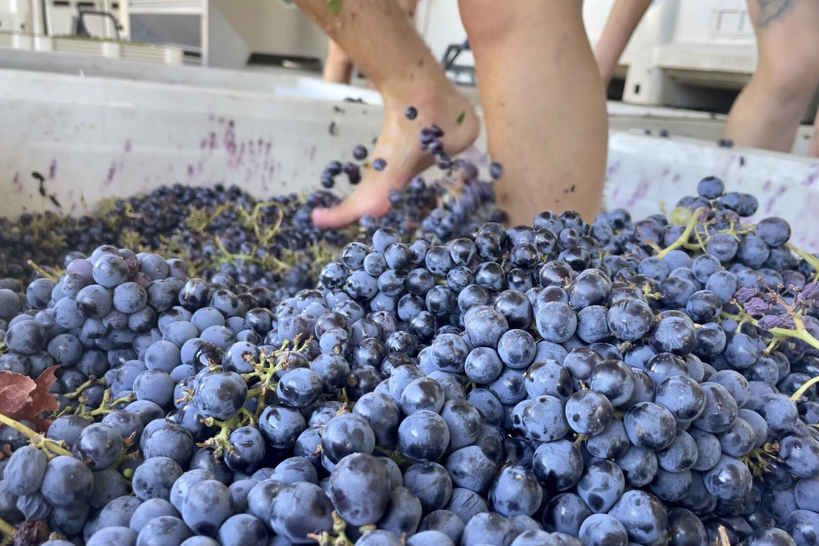 The State is Demanded Millions for Rotten Grapes