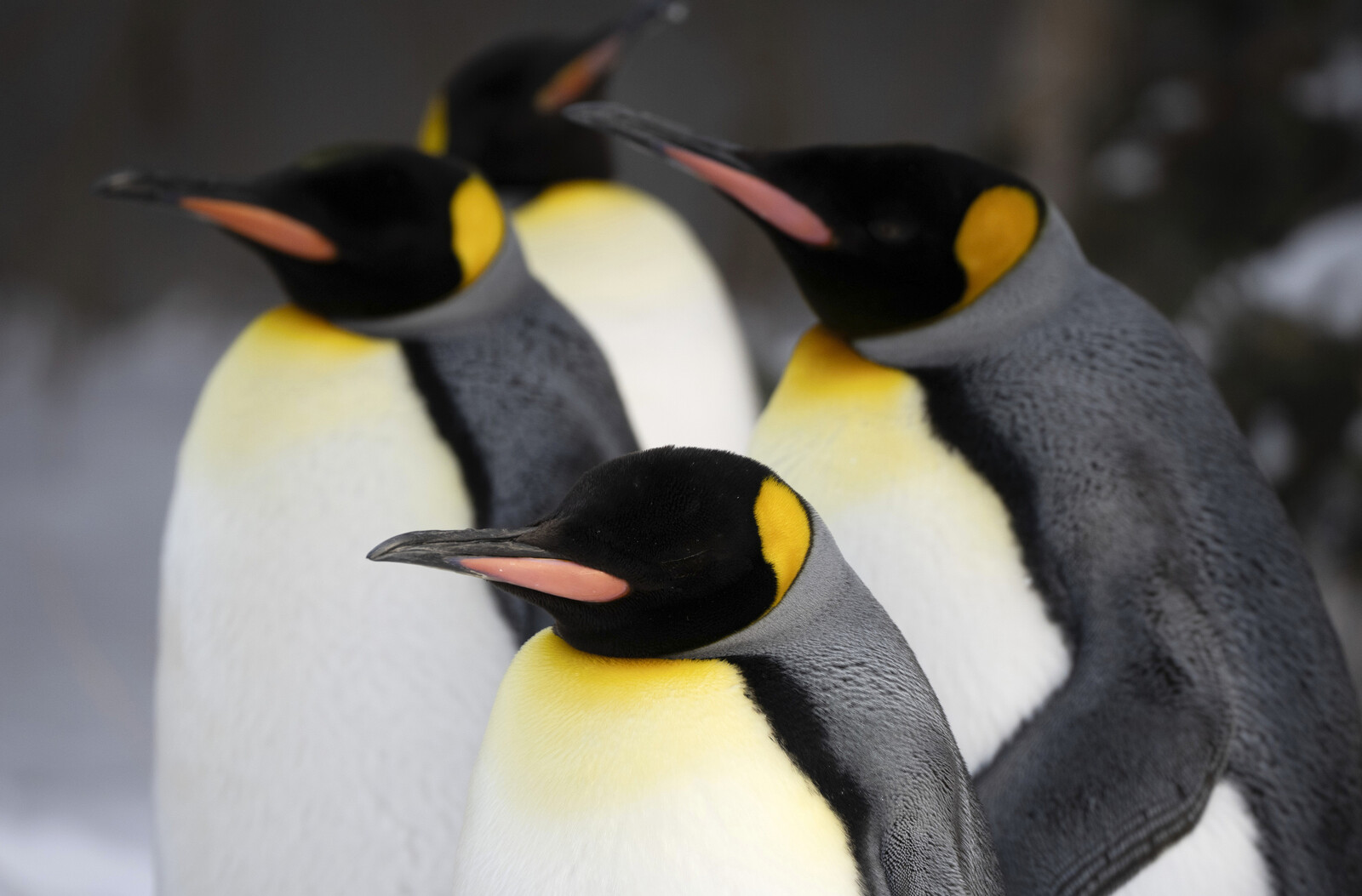 US Imposes Tariffs on Remote Penguin Islands in Australian Territory