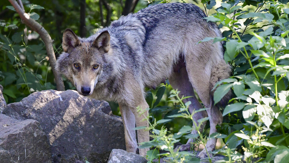 Heifer killed in wolf attack