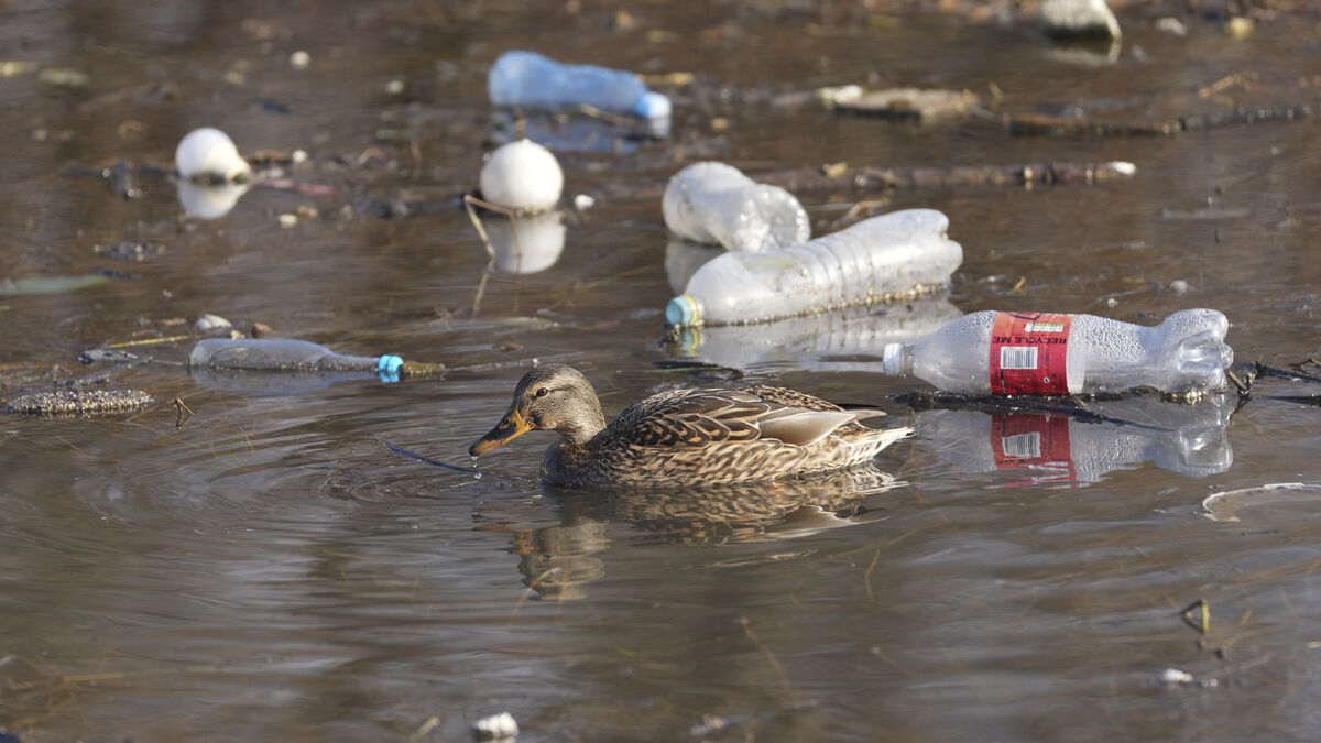 Found on beaches - caps, lids and bottles