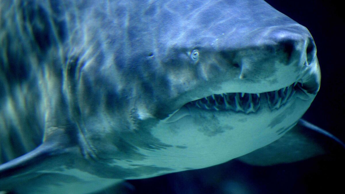 That's when sharks are most