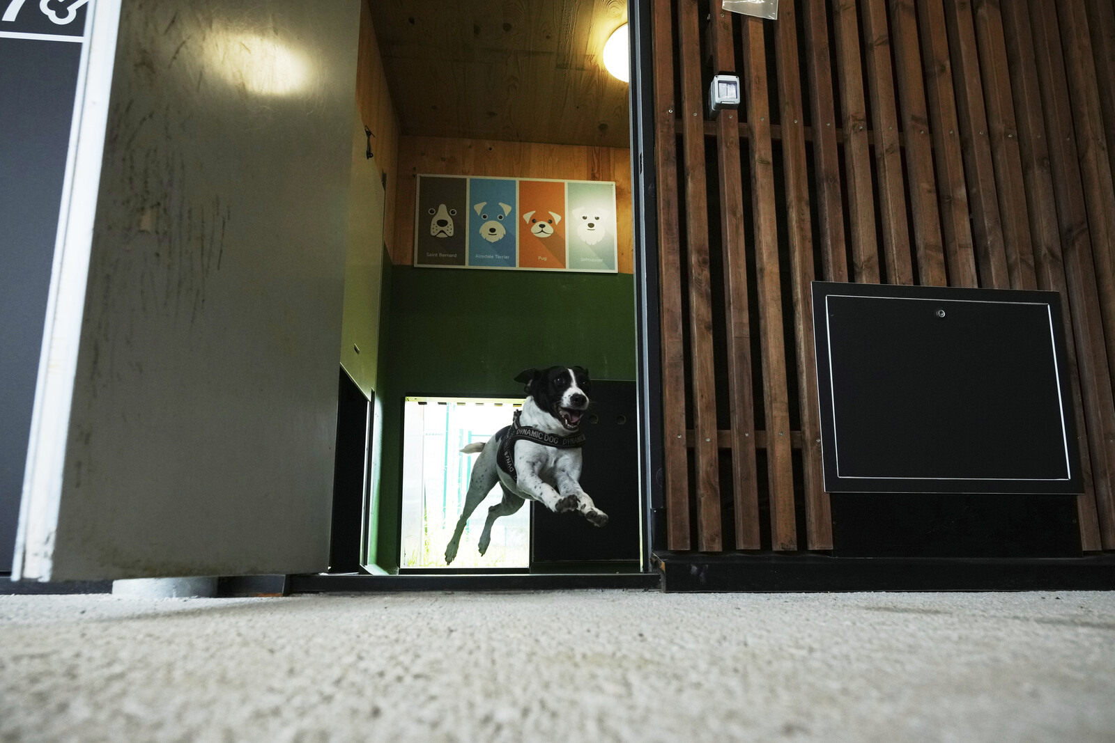 Rome Airport Launches Luxurious Dog