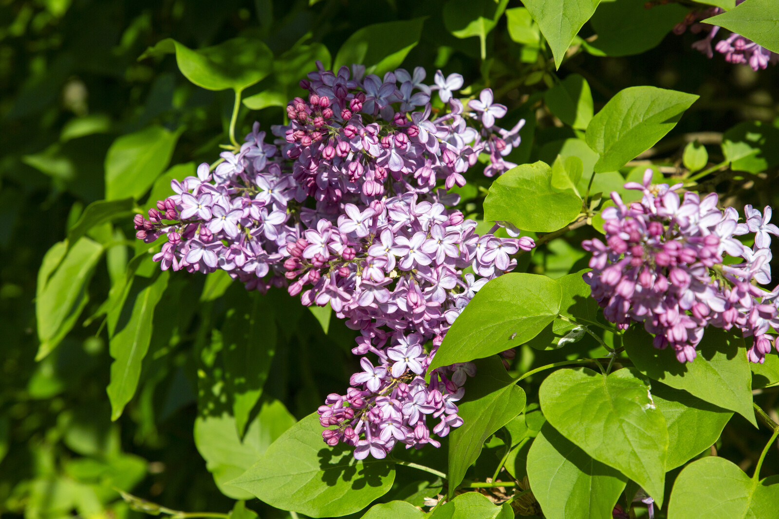 Norway Proposes Ban on Lilacs as Invasive Species