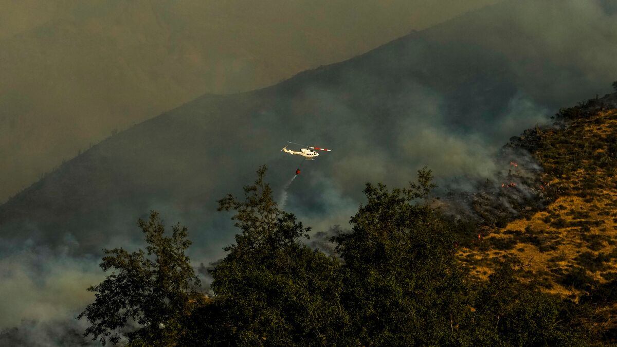 Several dead in forest fires