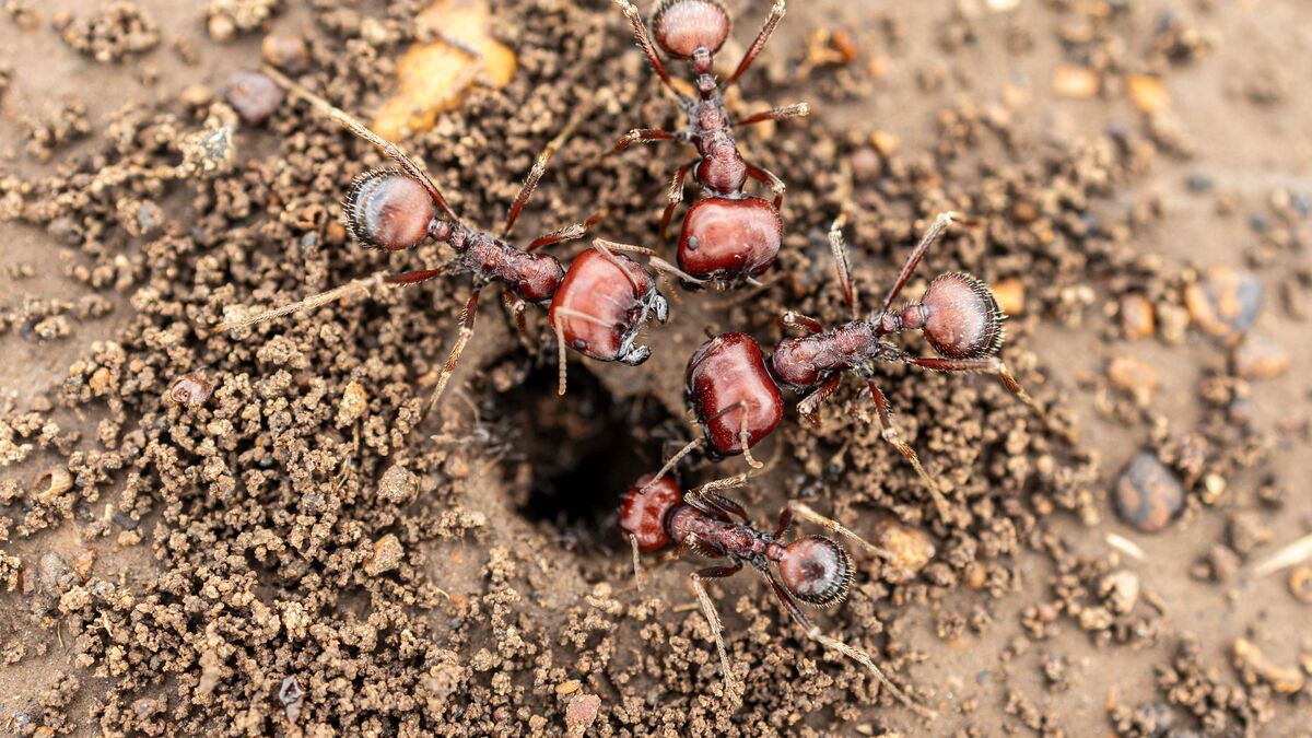 Illegal trade in giant African ants threatens ecosystems