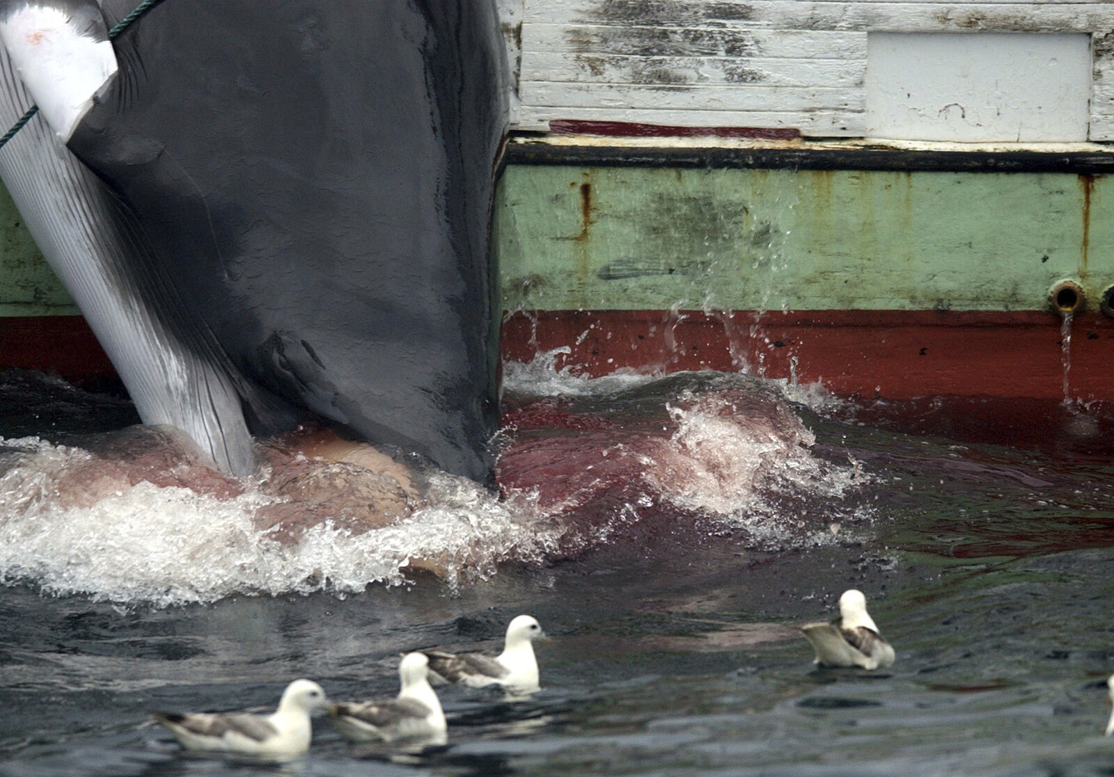 Iceland Halts Whaling Season Again