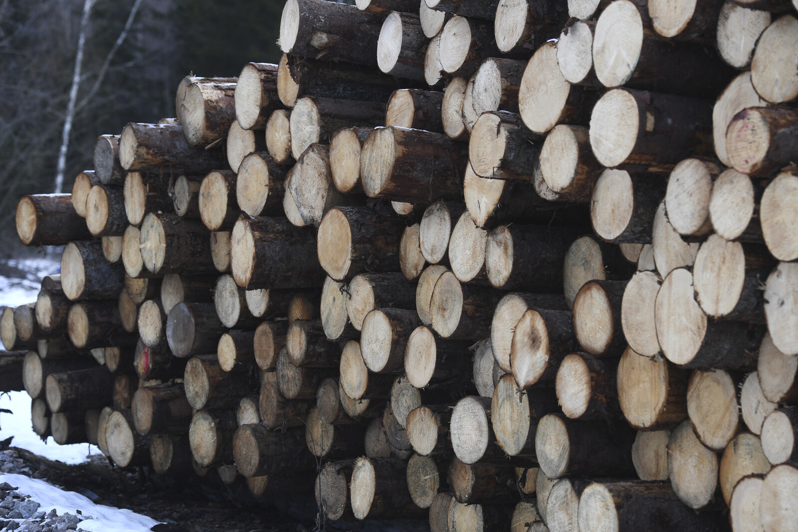 The Price of Timber Continues to Rise