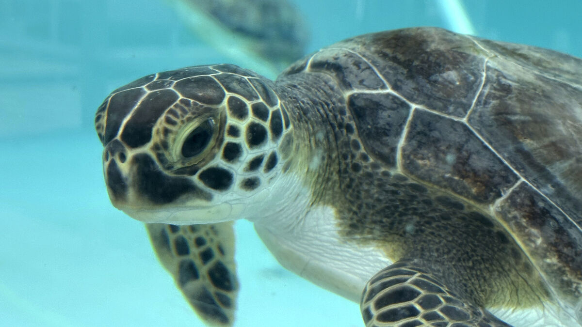 China warns spy turtles and