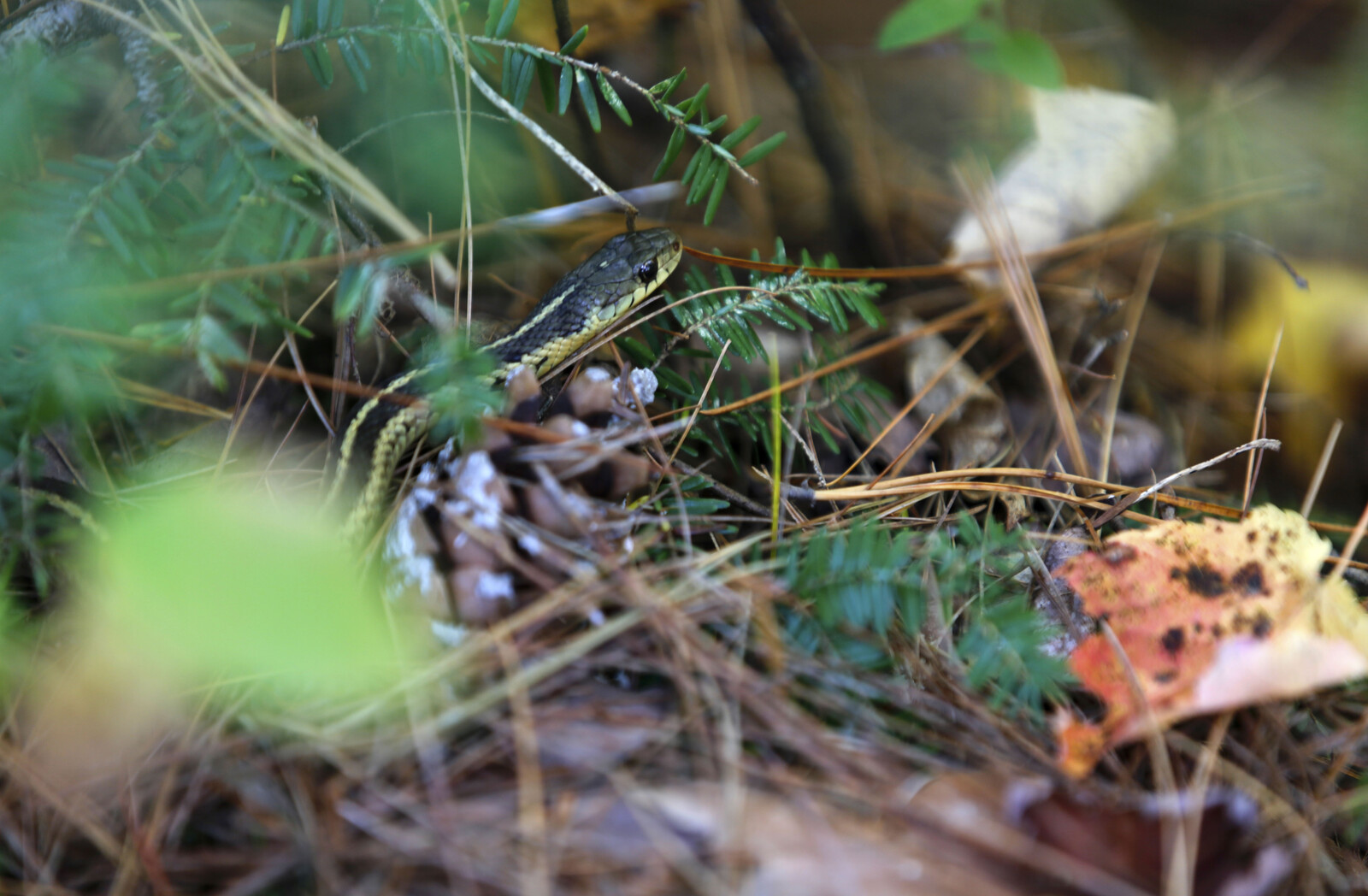 Traveler Caught with Live Snakes