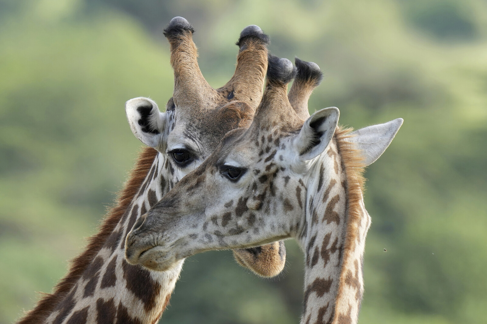 Giraffes Reclassified into Four Distinct