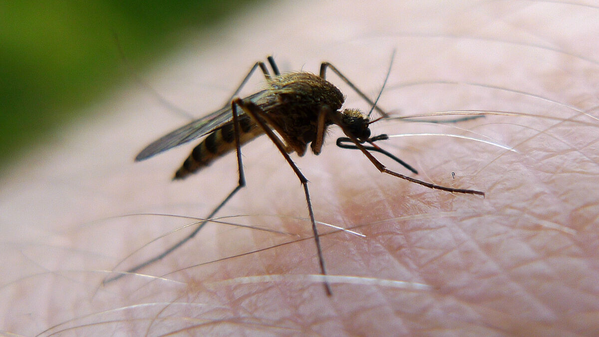 Why mosquitoes are attracted to some women, researchers find chemical explanation tied to pregnancy and menstrual cycle