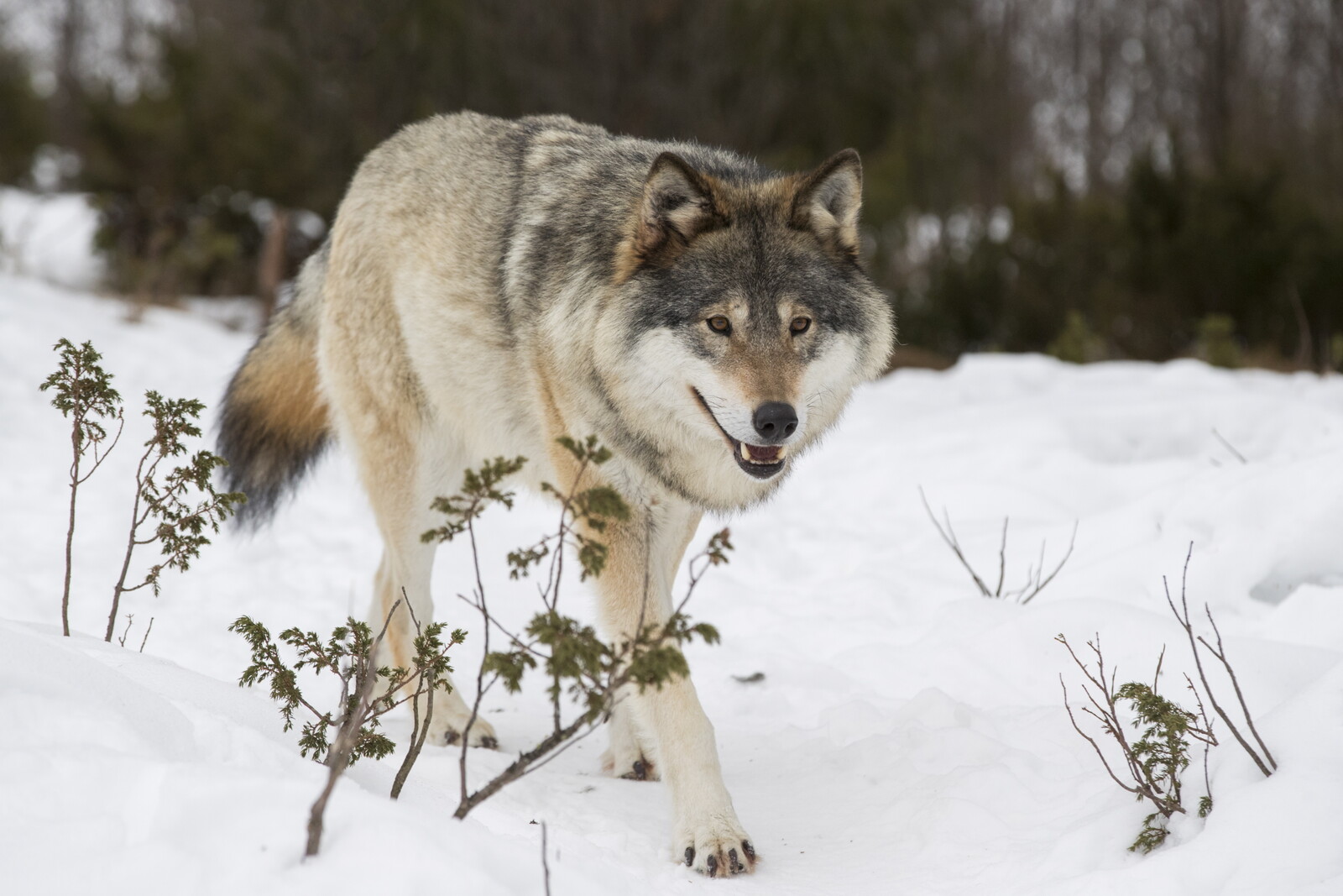 Ten wolves shot – protests in Värmland