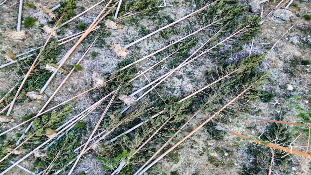 Worst storm damage to the forest in ten years likely from Storm Johannes